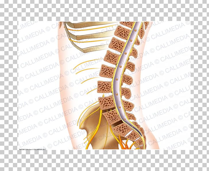 Bangle Joint PNG, Clipart, Bangle, Gold, Jaw, Jewellery, Joint Free PNG Download