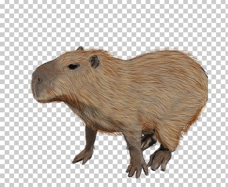 Capybara Rodent Guinea Pig Beaver Animal PNG, Clipart, Animal, Animals, Background, Beaver, Capybara Free PNG Download