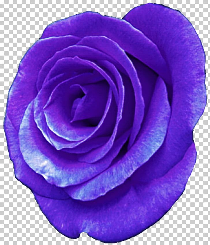 Centifolia Roses Purple Flower Garden Roses Violet PNG, Clipart, Art, Blue, Blue Rose, Centifolia Roses, Cobalt Blue Free PNG Download