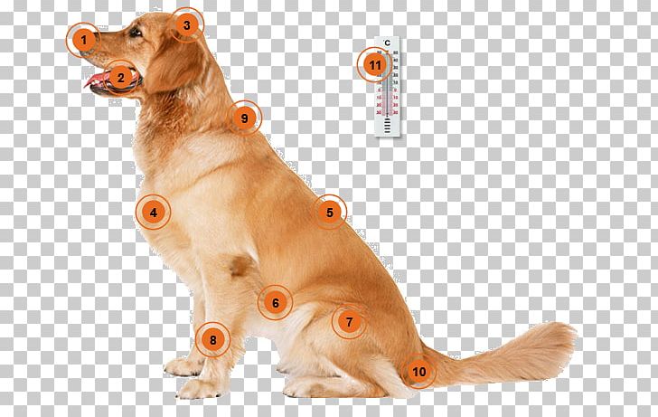 Dog Training Puppy Housetraining Cat PNG, Clipart, Animals, Bark, Carnivoran, Cat, Collar Free PNG Download