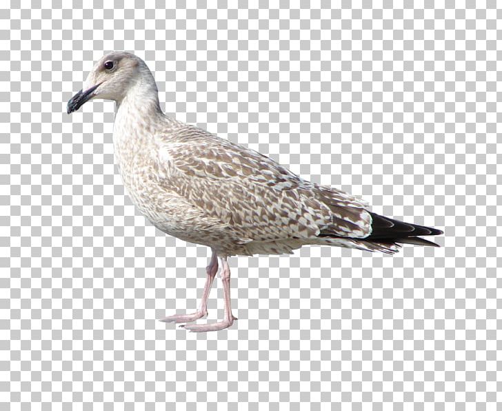 European Herring Gull Bird Gulls Great Black-backed Gull PNG, Clipart, Animals, Beak, Bird, Charadriiformes, Computer Software Free PNG Download