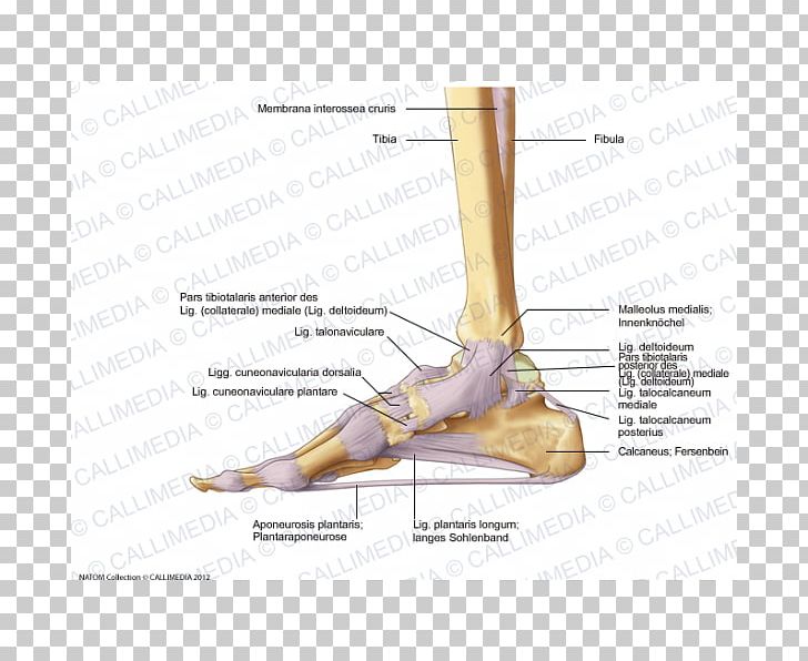 Finger Foot Deltoid Ligament Anatomy PNG, Clipart, Anatomical Terms Of Location, Anatomy, Angle, Ankle, Arm Free PNG Download