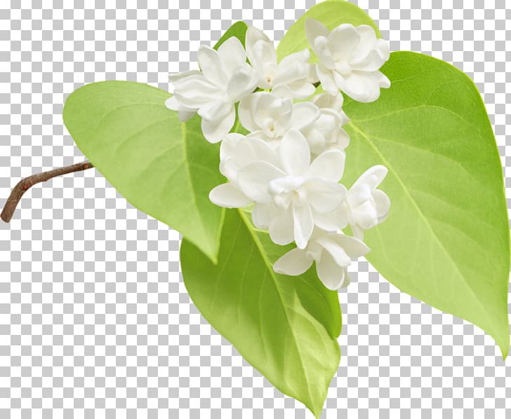 Lilac Flower Photography PNG, Clipart, Flower, Jasmine, Lilac, Others, Photography Free PNG Download