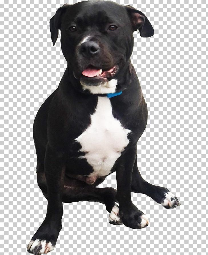 American Pit Bull Terrier Dog Breed Staffordshire Bull Terrier American Staffordshire Terrier American Bulldog PNG, Clipart, American Bulldog, American Pit Bull Terrier, American Staffordshire Terrier, Bulldog, Bull Terrier Free PNG Download