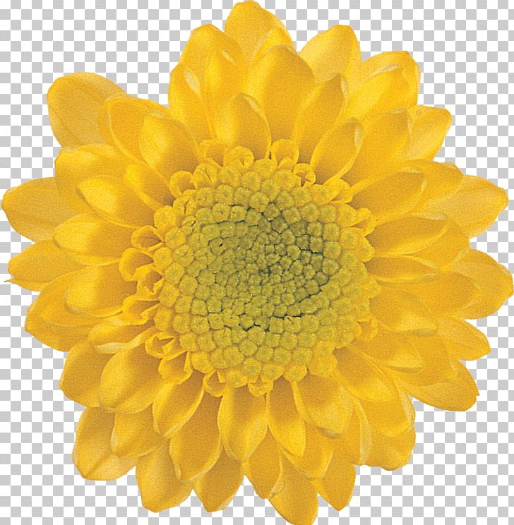 Flower Chrysanthemum Petal Art PNG, Clipart, Art, Chrysanthemum, Chrysanths, Dahlia, Daisy Family Free PNG Download
