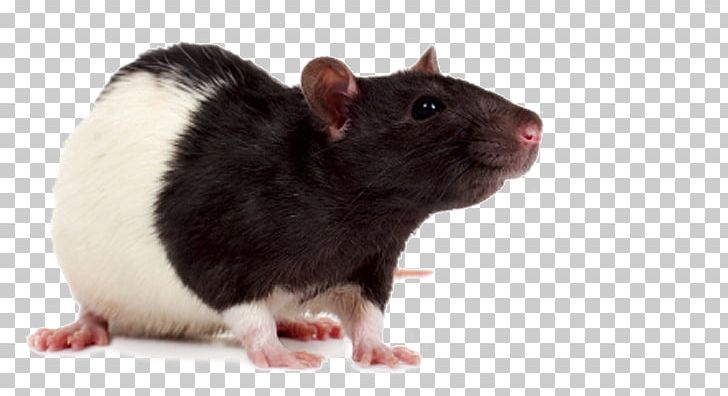 Mouse Laboratory Rat Rodent Fancy Rat PNG, Clipart, Animals, Computer Icons, Desktop Wallpaper, Fancy Rat, Fauna Free PNG Download
