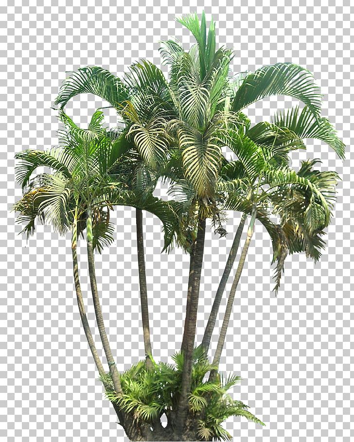 Arecaceae Tropics Plant Palm Branch PNG, Clipart, Arecaceae, Arecales, Areca Palm, Borassus Flabellifer, Botany Free PNG Download