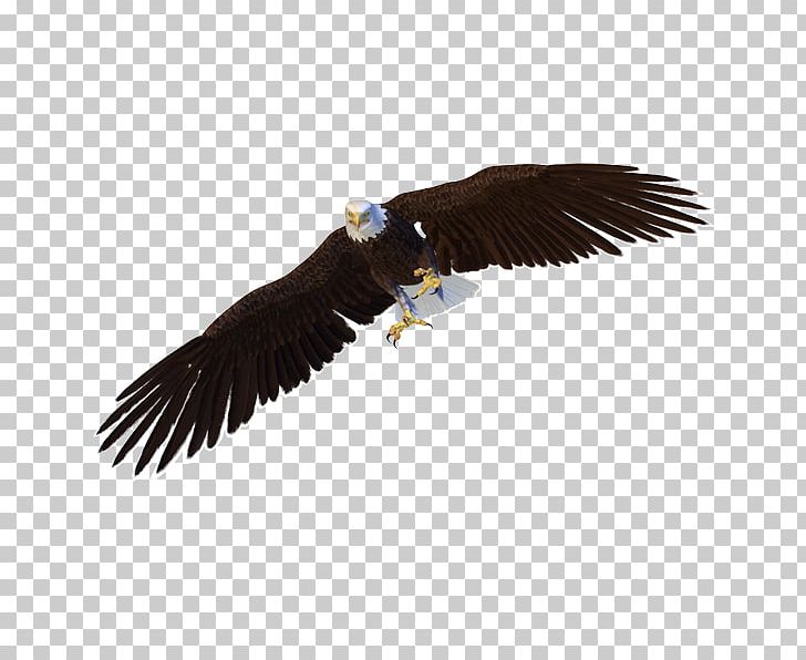 Bald Eagle Bird Hawk PNG, Clipart, Accipitriformes, Animal, Animals, Bald Eagle, Beak Free PNG Download
