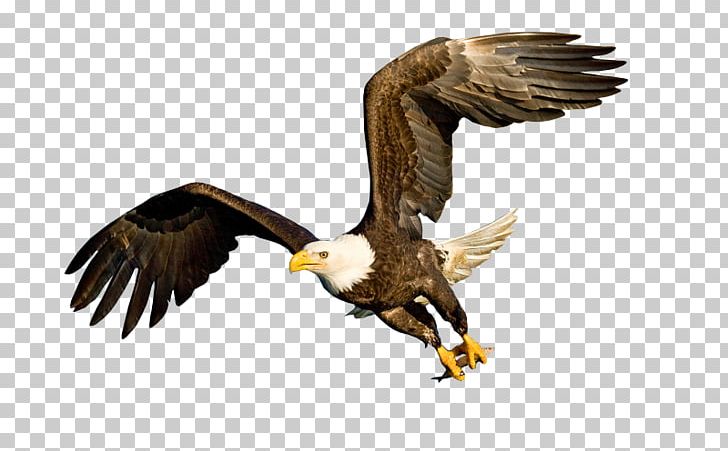 Bald Eagle Bird White-tailed Eagle Golden Eagle PNG, Clipart, Accipitriformes, Animals, Bald Eagle, Beak, Bird Free PNG Download