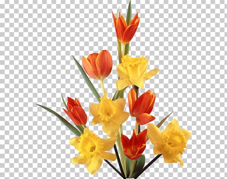 Daffodil Tulip PNG, Clipart, Animaatio, Bud, Cut Flowers, Daffodil, Digital Image Free PNG Download