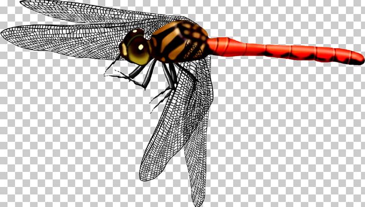 Dragonfly Butterfly Icon PNG, Clipart, Angel Wing, Angel Wings, Arthropod, Beautiful, Beauty Free PNG Download