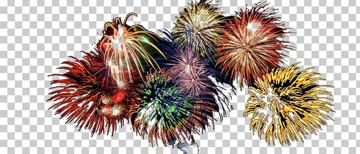 Flora-Bama New Year's Eve Champagne Party PNG, Clipart,  Free PNG Download