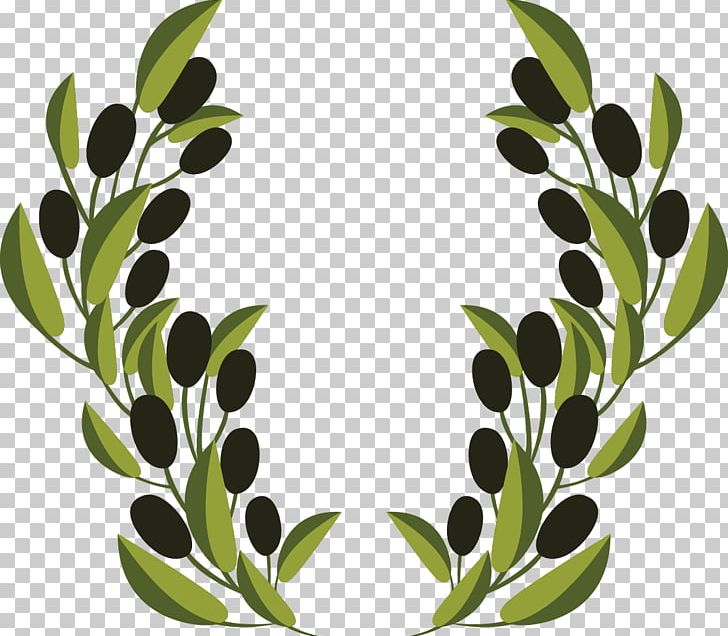 Olive Branch PNG, Clipart, Branch, Branches, Branch Vector, Christmas Decoration, Decoration Free PNG Download