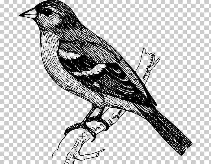 Bird Finch Drawing PNG, Clipart, Animals, Art, Beak, Bird, Black And White Free PNG Download