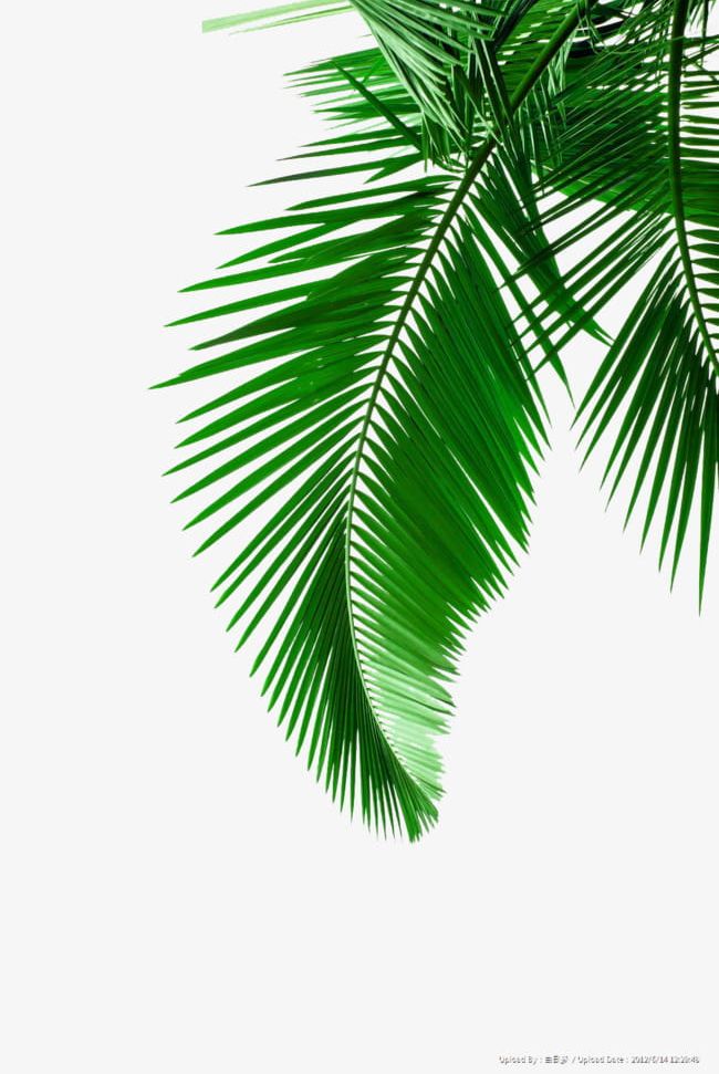 Green Palm Leaves Material PNG, Clipart, Coconut, Coconut Leaf, Coconut Leaves, Coconut Tree, Creative Free PNG Download