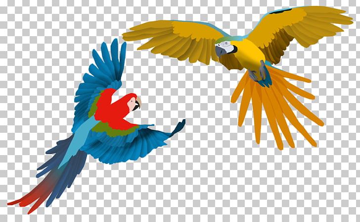 Parrot Scarlet Macaw Bird Drawing PNG, Clipart, Animal, Animals, Beak, Bird, Blueandyellow Macaw Free PNG Download