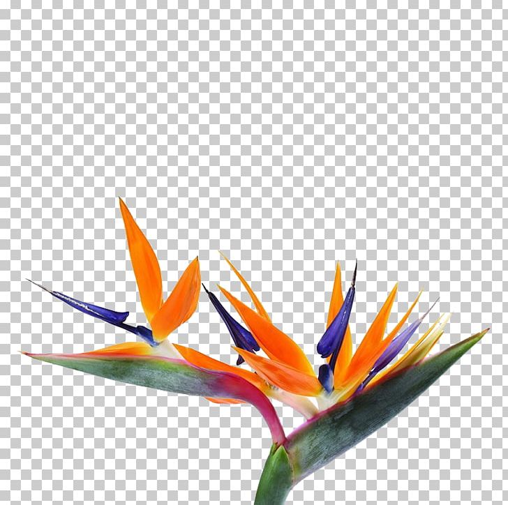 Strelitzia Reginae Bird-of-paradise Flower Seed PNG, Clipart, Abstract Shapes, Bird, Birdofparadise, Bird Of Paradise Flower, Blue Birdofparadise Free PNG Download
