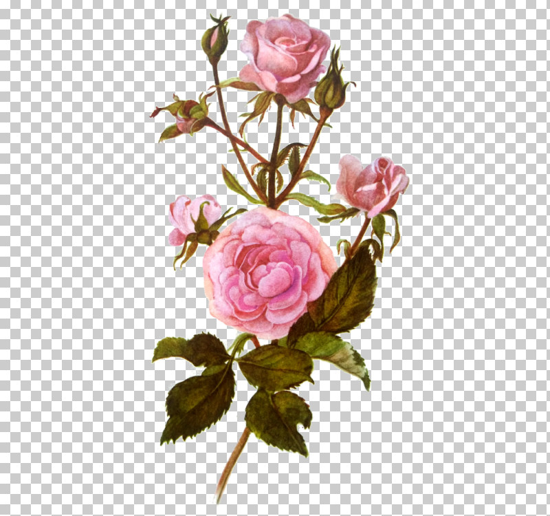 Garden Roses PNG, Clipart, Cut Flowers, Flower, Garden Roses, Pink, Plant Free PNG Download