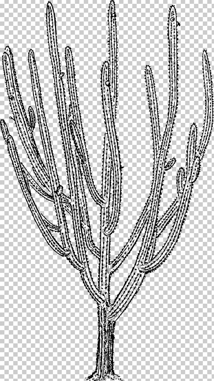 Cactaceae Plant Pilosocereus Royenii Twig PNG, Clipart, Branch, Cactaceae, Commodity, Computer Icons, Flowering Plant Free PNG Download