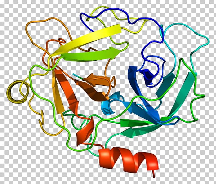 Cathepsin G Serine Protease Chymotrypsin PNG, Clipart, Area, Art, Artwork, Cathepsin, Chymotrypsin Free PNG Download