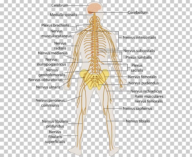 Central Nervous System Human Body Anatomy Peripheral Nervous System PNG, Clipart, Back, Central , Chart, Costume Design, Cranial Nerves Free PNG Download