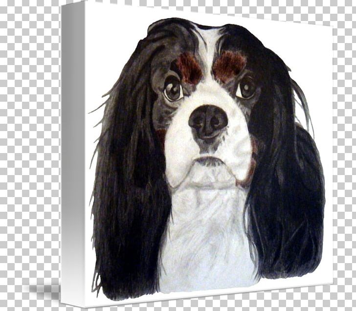 English Springer Spaniel Cavalier King Charles Spaniel Dog Breed Companion Dog PNG, Clipart, Breed, Carnivoran, Caviler King Charles Sapinel, Crossbreed, Dog Free PNG Download