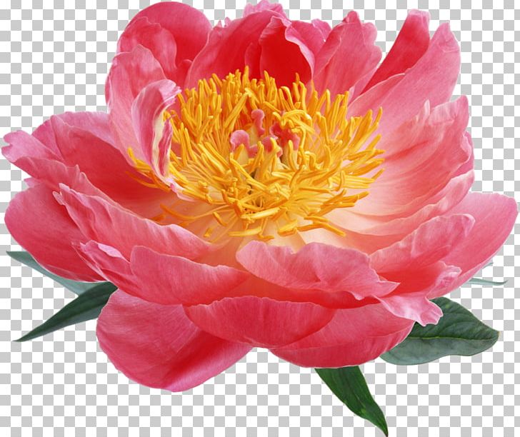 Peony Desktop Pink Flowers PNG, Clipart, Annual Plant, Desktop Wallpaper, Flower, Flowering Plant, Hanakotoba Free PNG Download