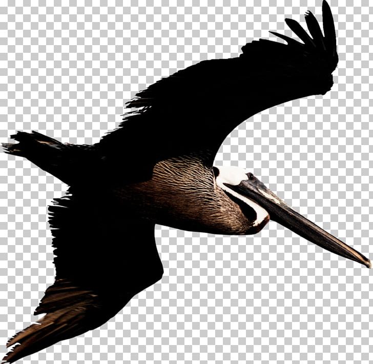 Pelican PNG, Clipart, Pelican Free PNG Download