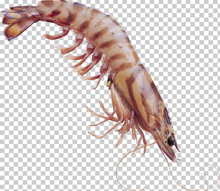 Shrimp Icon PNG, Clipart, Animals, Animal Source Foods, Caridean Shrimp, Claw, Computer Icons Free PNG Download