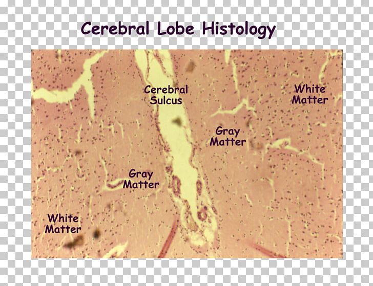 Cerebral Cortex Brain Histology Cerebrum Nervous System PNG, Clipart, Anatomy, Brain, Central Sulcus, Cerebral Cortex, Cerebrum Free PNG Download