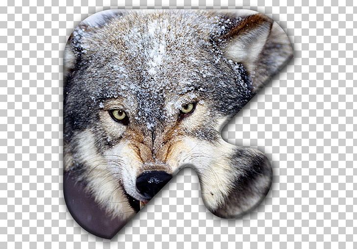Dog Cat Arctic Wolf Desktop Animal PNG, Clipart, Animal, Animals, Arctic Wolf, Carnivoran, Cat Free PNG Download