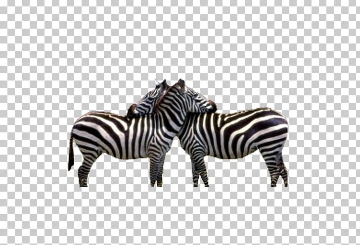 Zebra Jokes! Baby Zebra Wildebeest Gorilla PNG, Clipart,  Free PNG Download