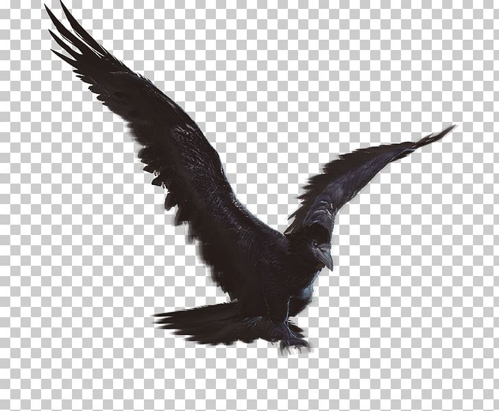 Eagle Fauna Vulture Beak Feather PNG, Clipart, Animals, Beak, Bird, Bird Of Prey, Black Desert Free PNG Download