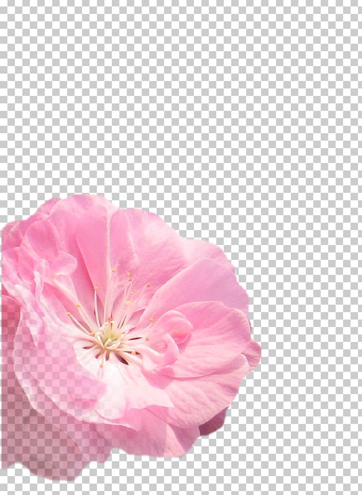 Flowers Material PNG, Clipart, Blossom, Decorative Patterns, Designer, Download, Encapsulated Postscript Free PNG Download