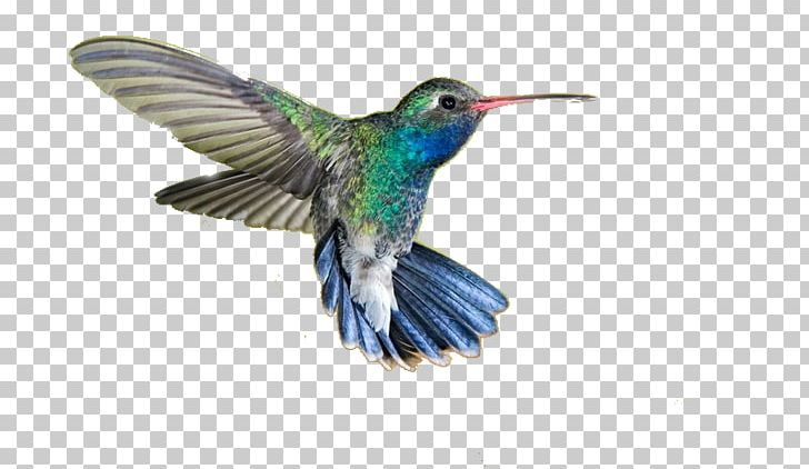 Hummingbird PNG, Clipart, Beak, Bee Hummingbird, Bird, Bluethroated Mountaingem, Broadtailed Hummingbird Free PNG Download