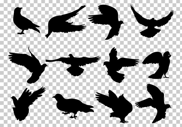 Rock Dove Columbidae Silhouette Bird PNG, Clipart, Animals, Beak, Bird, Bird Of Prey, Black And White Free PNG Download