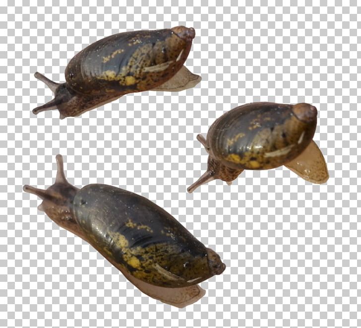 Snail Turtle Reptile Animal Gastropods PNG, Clipart, Animal, Animals, Deviantart, Dinosaur, Emydidae Free PNG Download