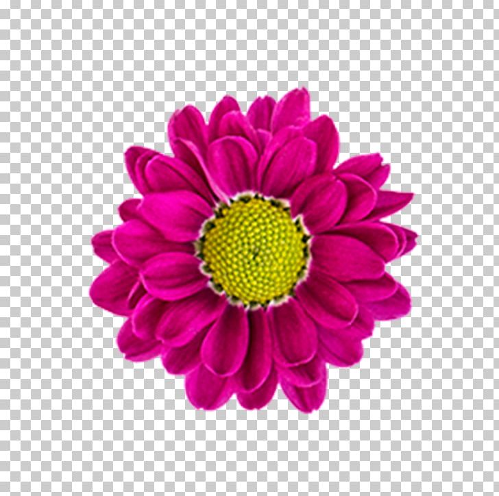 Transvaal Daisy Chrysanthemum Marguerite Daisy Daisy Family Dahlia PNG, Clipart, Annual Plant, Argyranthemum, Aster, Chrysanthemum, Chrysanths Free PNG Download