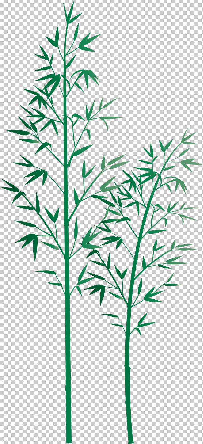 Bamboo Leaf PNG, Clipart, Bamboo, Flower, Grass, Grass Family, Heracleum Plant Free PNG Download
