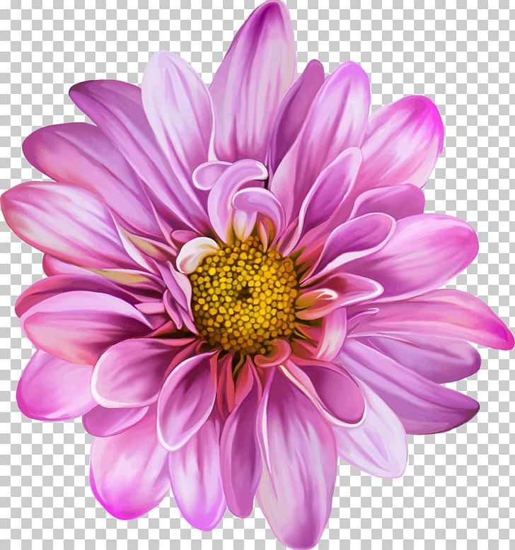 Chrysanthemum Flower Purple Dahlia PNG, Clipart, Annual Plant, Aster, Blossom, Bud, Chrysanthemum Free PNG Download