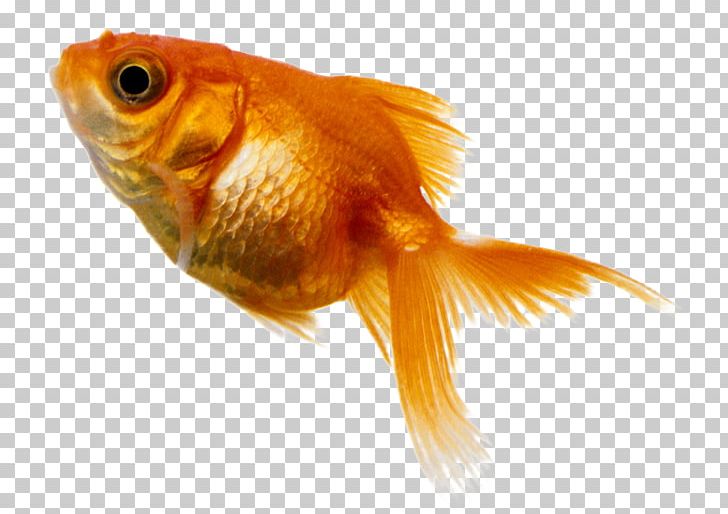 Goldfish Benthic Zone Deep Sea Fish PNG, Clipart, Animals, Benthic Zone, Bony Fish, Closeup, Deep Sea Free PNG Download