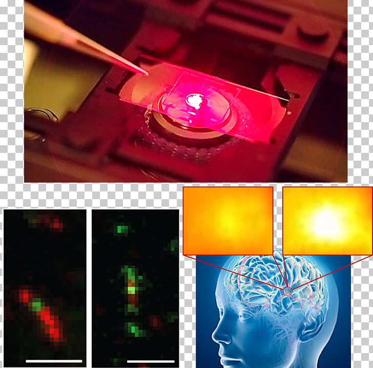 Human Brain Neurochemistry Neuroscience PNG, Clipart, Brain, Chemistry, Engineering, Human Brain, Light Free PNG Download