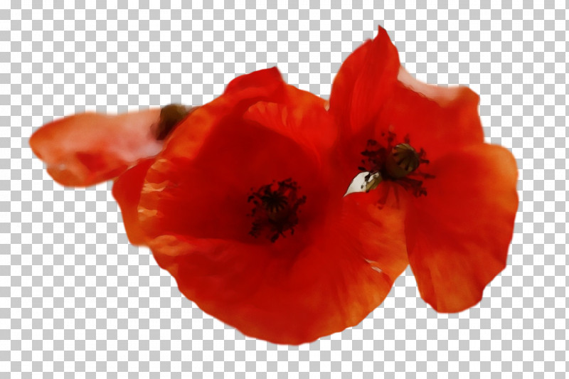 Flower Petal Coquelicot 0jc The Poppy Family PNG, Clipart, Biology, Coquelicot, Flower, Paint, Petal Free PNG Download