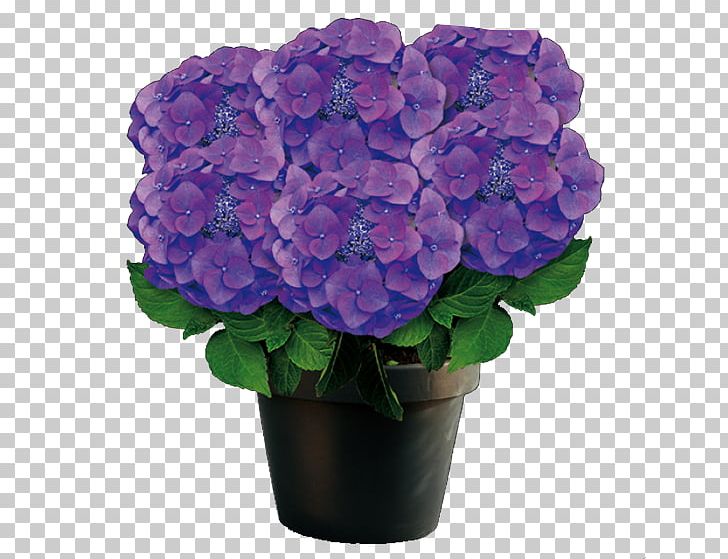 French Hydrangea Purple Flowerpot Violet PNG, Clipart, Annual Plant, Art, Artificial Flower, Blue, Cornales Free PNG Download