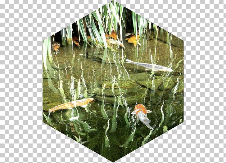 Koi Fish Pond Ecosystem Aquatic Plants PNG, Clipart, Aquatic Animal, Aquatic Plant, Aquatic Plants, Ecosystem, Family Free PNG Download