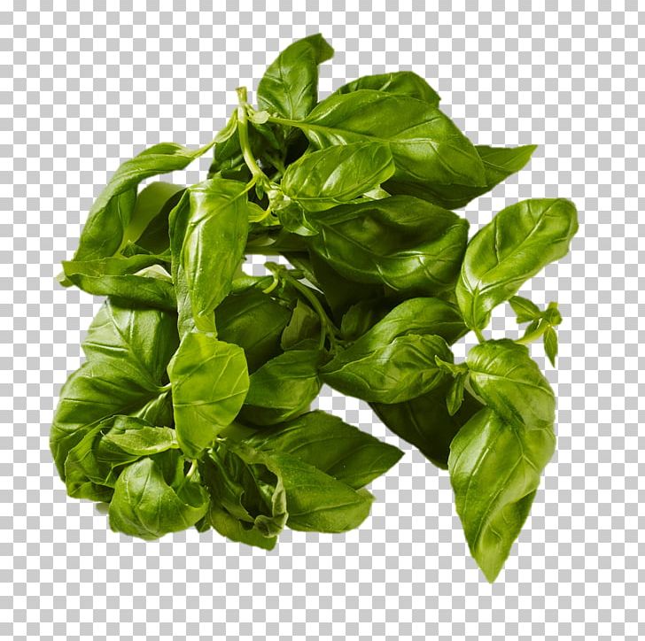 Basil Leaf Vegetable Everfresh AB PNG, Clipart, Basil, Everfresh Ab, Food, Food Drinks, Herb Free PNG Download