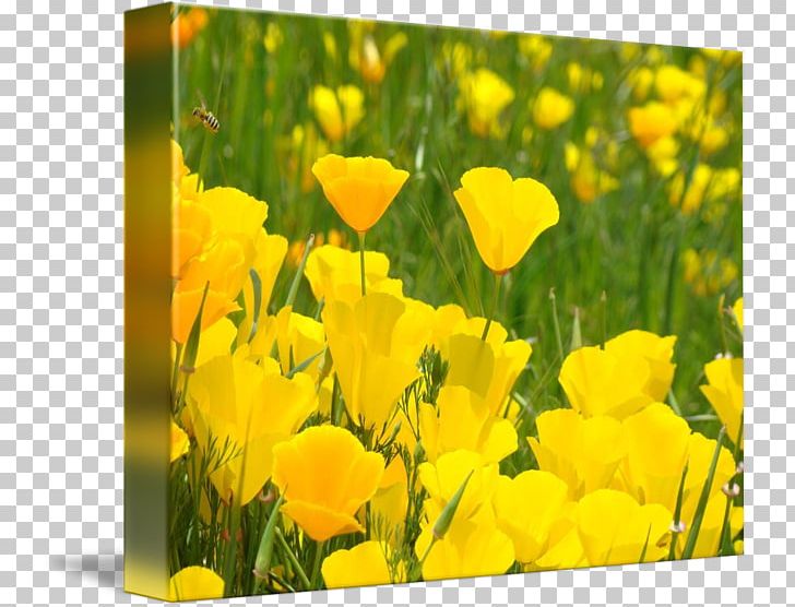 California Poppy Wildflower Common Evening-primrose PNG, Clipart, Art, California, California Poppy, Common Eveningprimrose, Eschscholzia Free PNG Download