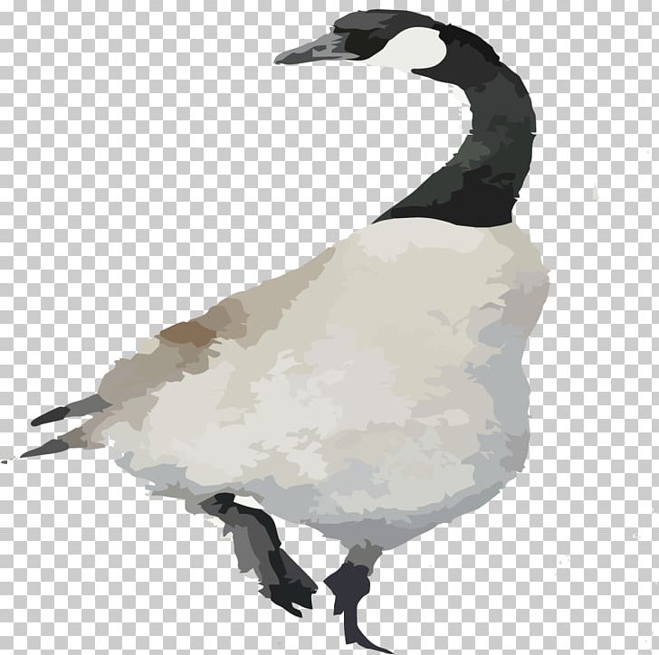 Duck Goose Cygnini Bird PNG, Clipart, Adobe Illustrator, Animal, Animals, Beak, Crane Like Bird Free PNG Download