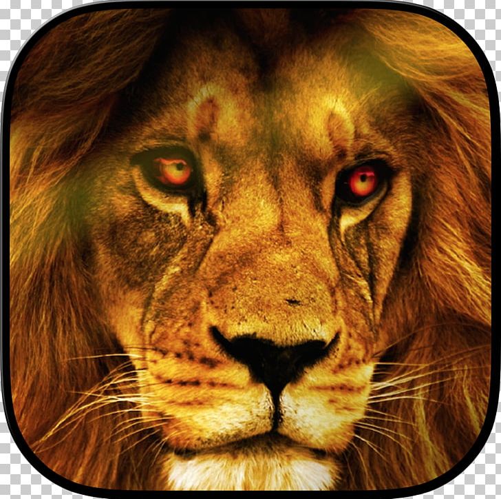 Lion Desktop Wildlife YouTube PNG, Clipart, Africanamerican Art, Animal, Animals, Art, Big Cats Free PNG Download