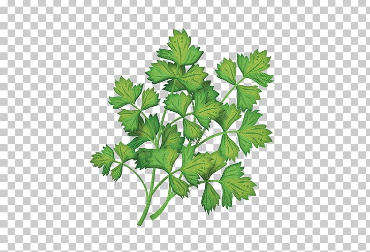 Parsley Coriander Flower Garden Green Wall PNG, Clipart, Chervil, Coriander, Flower, Flower Garden, Flowerpot Free PNG Download